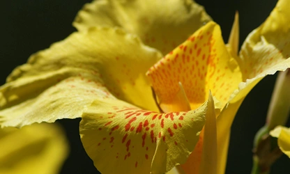 Indian Shot (Canna) flowers-gallery-9