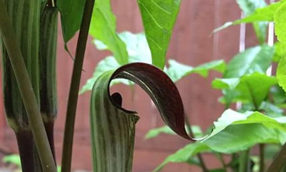 Indian Turnip (Jack-in-the-Pulpit) flowers-gallery-1