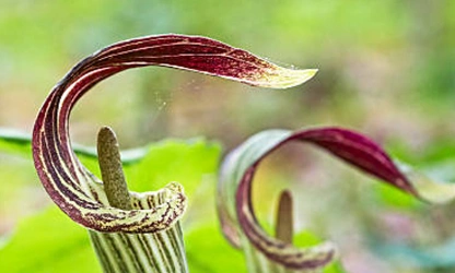 Indian Turnip (Jack-in-the-Pulpit) flowers-gallery-10