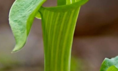 Indian Turnip (Jack-in-the-Pulpit) flowers-gallery-11