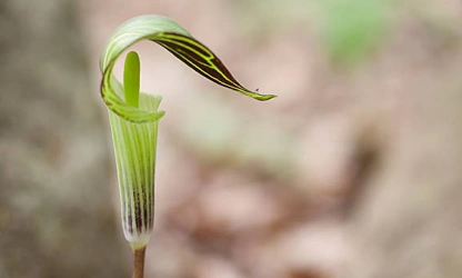 Indian Turnip (Jack-in-the-Pulpit) flowers-gallery-12