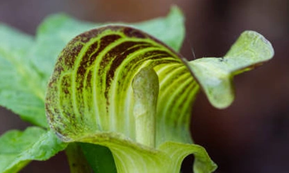 Indian Turnip (Jack-in-the-Pulpit) flowers-gallery-13