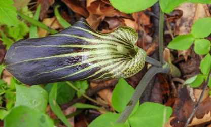 Indian Turnip (Jack-in-the-Pulpit) flowers-gallery-14