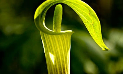 Indian Turnip (Jack-in-the-Pulpit) flowers-gallery-15
