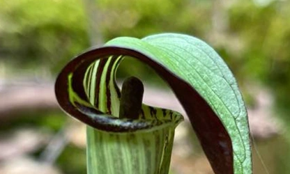 Indian Turnip (Jack-in-the-Pulpit) flowers-gallery-2