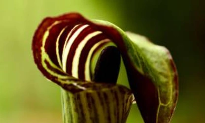 Indian Turnip (Jack-in-the-Pulpit) flowers-gallery-3
