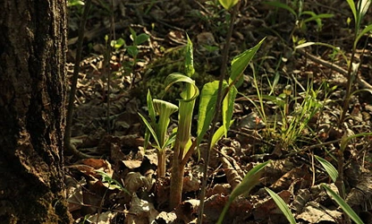 Indian Turnip (Jack-in-the-Pulpit) flowers-gallery-4