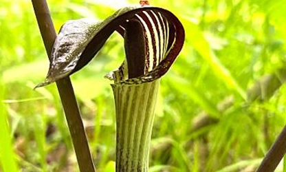 Indian Turnip (Jack-in-the-Pulpit) flowers-gallery-5