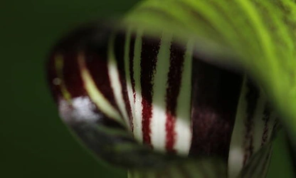 Indian Turnip (Jack-in-the-Pulpit) flowers-gallery-6