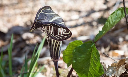 Indian Turnip (Jack-in-the-Pulpit) flowers-gallery-7