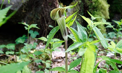 Indian Turnip (Jack-in-the-Pulpit) flowers-gallery-8