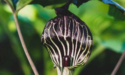 Indian Turnip (Jack-in-the-Pulpit) flowers-gallery-9