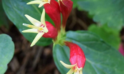 Indian pink flowers-gallery-1