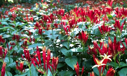 Indian pink flowers-gallery-10