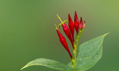Indian pink flowers-gallery-11