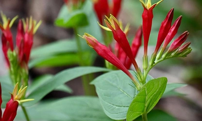 Indian pink flowers-gallery-12