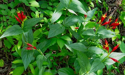 Indian pink flowers-gallery-13