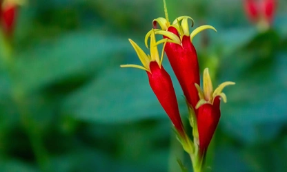 Indian pink flowers-gallery-14
