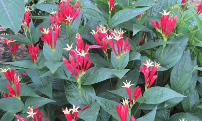 Indian pink flowers-gallery-2