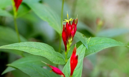Indian pink flowers-gallery-3
