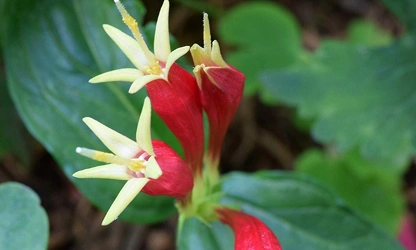 Indian pink flowers-gallery-4