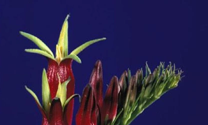 Indian pink flowers-gallery-5