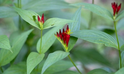 Indian pink flowers-gallery-6