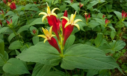 Indian pink flowers-gallery-7