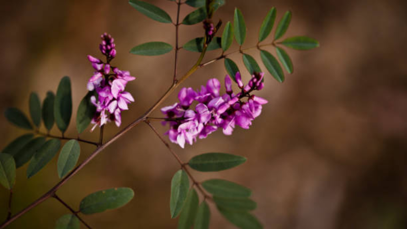 Indigofera Featured image