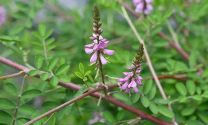 Indigofera flowers-gallery-1