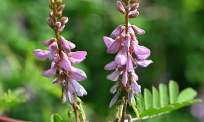 Indigofera flowers-gallery-10