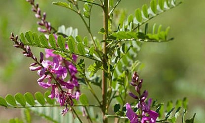 Indigofera flowers-gallery-11