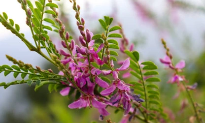Indigofera flowers-gallery-12