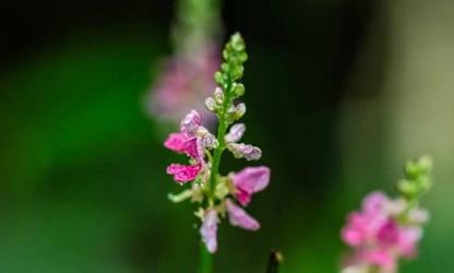 Indigofera flowers-gallery-13
