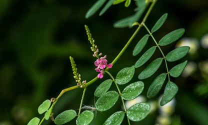 Indigofera flowers-gallery-14