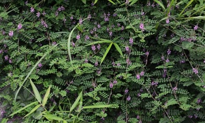 Indigofera flowers-gallery-2