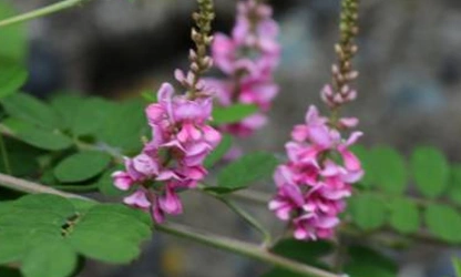 Indigofera flowers-gallery-3