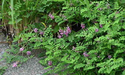 Indigofera flowers-gallery-4