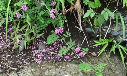Indigofera flowers-gallery-5
