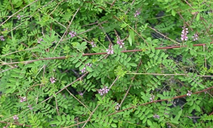 Indigofera flowers-gallery-6