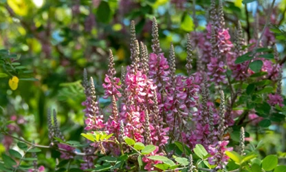 Indigofera flowers-gallery-7