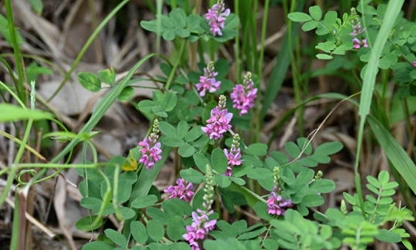 Indigofera flowers-gallery-8