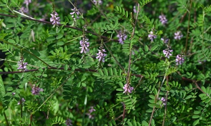 Indigofera flowers-gallery-9
