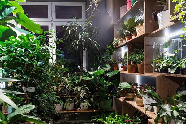Indoor Garden
