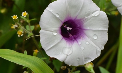 Ipomoea (Moonflower) flowers-gallery-1