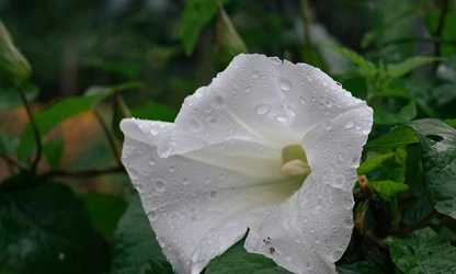 Ipomoea (Moonflower) flowers-gallery-10