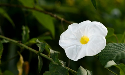 Ipomoea (Moonflower) flowers-gallery-11