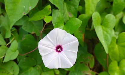 Ipomoea (Moonflower) flowers-gallery-12