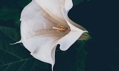 Ipomoea (Moonflower) flowers-gallery-13