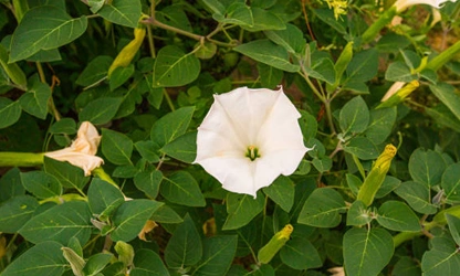 Ipomoea (Moonflower) flowers-gallery-14